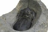 Morocconites Trilobite Fossil - Ofaten, Morocco #312768-4